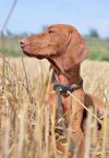 Thumbnail of Costa del Sol Viva la Vizsla