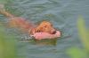 Thumbnail of Costa del Sol Viva la Vizsla
