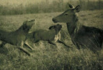 Thumbnail of Makk I (OVC 230)