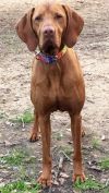 Thumbnail of Regal Point Hippie Chick At Lmgd