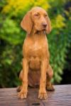 Thumbnail of April Cinnamon Vizsla Dream at Risley