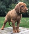 Thumbnail of Nagy Barátja Vizsla Bianca