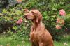 Thumbnail of Furia Vizsla Pasion