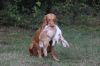Thumbnail of Furia Vizsla Pasion