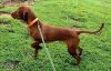 Thumbnail of Carolinian Hunter Viva la Vizsla