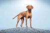 Thumbnail of Zöldmáli Norma
