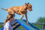 Thumbnail of Dreamvizslas Stolen Ride