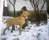 Thumbnail of Gibarmenti Cimbi