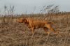 Thumbnail of Runa Rusty Sparks