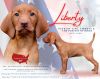 Thumbnail of Patriot Life Liberty & The Pursuit Of Birds *