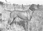 Thumbnail of Weedy Creek Lobo