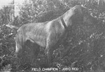Thumbnail of Jodo Red
