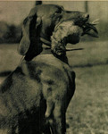Thumbnail of Makk I (OVC 230)