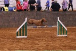Thumbnail of Regal Point Sweet Georgia Peach at Fezentrun