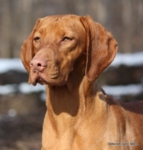 Thumbnail of Solaris Donna Elvira