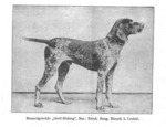 Thumbnail of Greif Nidung (DK)