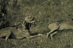 Thumbnail of Makk I (OVC 230)