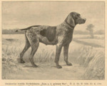 Thumbnail of Dora aus der Goldenen aue (DK)