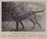 Thumbnail of Frigga vom Berry (Irish Setter x)