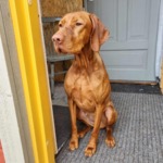 Thumbnail of Gyurkóvári Napsugár