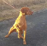 Thumbnail of Gemenci Nemes Fürge