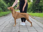 Thumbnail of Tajga Rusty Sparks