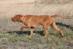 Thumbnail of Zöldmáli-Hunter Zsálya