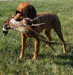 Thumbnail of Little Hunter's Flaming Hot At Vinewood