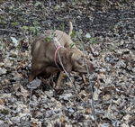 Thumbnail of Rda Nothin But Drama