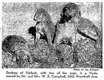 Thumbnail of Duchess of Shirbob