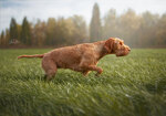 Thumbnail of Brise von der Westernheide