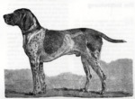 Thumbnail of Hector IV (DK)
