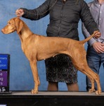 Thumbnail of Sokoldalu's Let The Games Begin