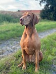 Thumbnail of Tajga Rusty Sparks