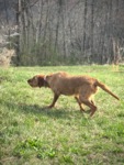 Thumbnail of Cave Canis Bodza