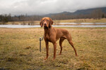 Thumbnail of Upcountry's Art Of Deception