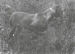 Thumbnail of Rebel Rouser Duke