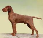 Thumbnail of Zöldmáli Kongo