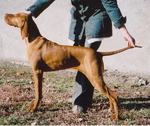 Thumbnail of Magor Lelkes