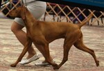 Thumbnail of Plaza's Cut to the Jace