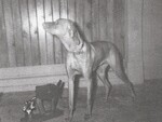 Thumbnail of Weedy Creek Dutches / Weedy Creek Duchess
