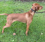 Thumbnail of Thaar's New Moon Over Avalon