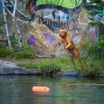 Thumbnail of Legenda Ruda Szata