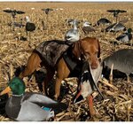 Thumbnail of Forest King Little Red Rooster